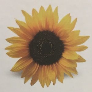 Meet your Posher, Emily 🌻